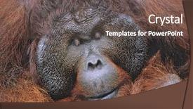  Presentation with camels resting in the desert - Audience pleasing slides consisting of male orangutan resting close-up backdrop and a tawny brown colored foreground