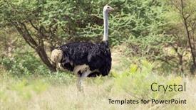  Presentation with tall - Theme having male-ostrich-standing and a soft green colored foreground