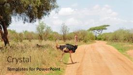  Presentation with road - Theme having male-ostrich-struthio-camelus-crossing background and a yellow colored foreground