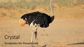  Presentation with kalahari - Presentation design consisting of male ostrich struthio camelus background and a coral colored foreground