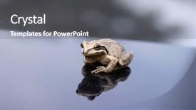  Presentation with car picture - Colorful PPT theme enhanced with male pacific treefrog hyla regilla only 0-2 0 in 2 5-5 0 cm in length sits on my car hood for his picture to be taken then put back home backdrop and a gray colored foreground