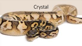  Presentation with python - Cool new PPT theme with male pastel calico python royal backdrop and a coral colored foreground