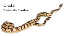  Presentation with python - Cool new presentation with male pastel calico pythons royal backdrop and a  colored foreground