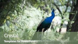  Presentation with peacock - Slide deck with male peacock sohna haryana india background and a  colored foreground