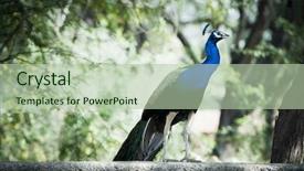  Presentation with peacock - Colorful PPT theme enhanced with weather vane arrow on rooftop backdrop and a sky blue colored foreground.