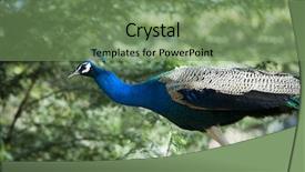  Presentation with peacock - Audience pleasing slide deck consisting of male peacock sohna haryana india backdrop and a seafoam green colored foreground