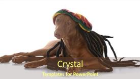  Presentation with background - Presentation theme featuring male-pharoah-hound-wearing-rastafarian background and a tawny brown colored foreground