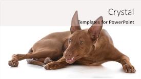  Presentation with teeth - PPT theme enhanced with male-pharoah-hound-with-teeth background and a lemonade colored foreground