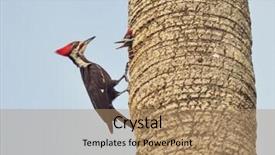  Presentation with babies feeding - Audience pleasing presentation consisting of male pileated woodpecker feeding his backdrop and a  colored foreground