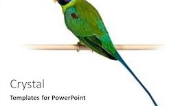  Presentation with wooden - PPT theme having male-plum-headed-parakeet-perched background and a white colored foreground