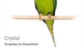  Presentation with wooden - Presentation theme with male-plum-headed-parakeet-perched background and a white colored foreground