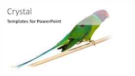  Presentation with wooden - PPT theme featuring male-plum-headed-parakeet background and a white colored foreground
