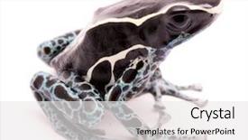  Presentation with amazon jungle - Audience pleasing PPT theme consisting of male poison dart frog dendrobates backdrop and a white colored foreground