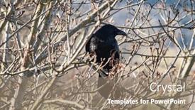  Presentation with raven - Presentation theme featuring male-raven-crow-observing background and a coral colored foreground