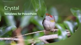  Presentation with soybean seed soy field seeding - PPT theme consisting of male-red-browed-finch-neochmia background and a tawny brown colored foreground