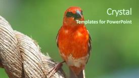  Presentation with cardinal - Presentation theme enhanced with male red cardinal or madagascar background and a  colored foreground