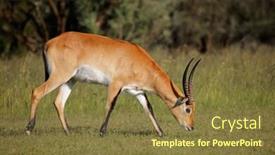  Presentation with red - Slide set consisting of male-red-lechwe-antelope-kobus background and a tawny brown colored foreground