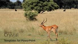  Presentation with red - Slides with male-red-lechwe-antelope-kobus background and a coral colored foreground