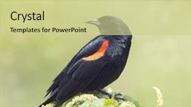  Presentation with red wine cheese - Amazing slide set having male red-winged blackbird perches backdrop and a soft green colored foreground