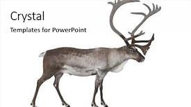  Presentation with tv show studio camera - Beautiful theme featuring male reindeer shot in studio backdrop and a white colored foreground