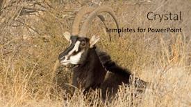  Presentation with safari south africa - Theme consisting of male-sable-antelope-hippotragus-niger background and a coral colored foreground