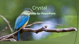  Presentation with woodland - Slide set consisting of male-sacred-kingfisher-todiramphus-sanctus background and a  colored foreground