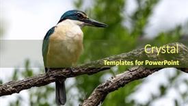  Presentation with green foliage - Theme consisting of male-sacred-kingfisher-todiramphus-sanctus background and a tawny brown colored foreground
