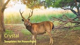  Presentation with sambar - Amazing PPT layouts having male-sambar-rusa-unicolor-deer backdrop and a tawny brown colored foreground