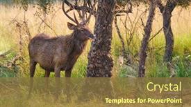  Presentation with sambar - Cool new PPT theme with male-sambar-rusa-unicolor-deer backdrop and a tawny brown colored foreground