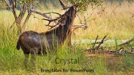  Presentation with sambar - Slide set enhanced with male-sambar-rusa-unicolor-deer background and a gold colored foreground