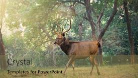  Presentation with sambar - Amazing PPT theme having male-sambar-rusa-unicolor-deer backdrop and a coral colored foreground