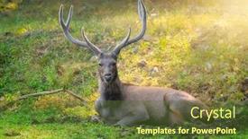  Presentation with deer - Presentation theme with male-sambar-rusa-unicolor-deer background and a tawny brown colored foreground