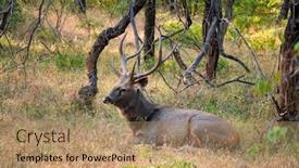  Presentation with sambar - Cool new presentation with male-sambar-rusa-unicolor-deer backdrop and a coral colored foreground
