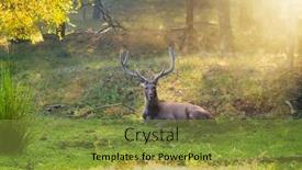  Presentation with sambar - Slide deck consisting of male-sambar-rusa-unicolor-deer background and a gold colored foreground