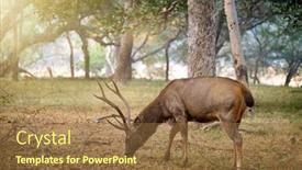  Presentation with deer - PPT theme having male-sambar-rusa-unicolor-deer background and a coral colored foreground