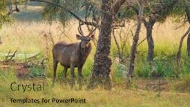 Presentation with sambar - Beautiful theme featuring male-sambar-rusa-unicolor-deer backdrop and a gold colored foreground