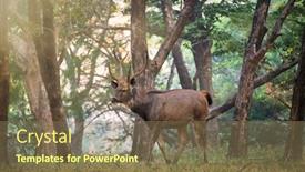  Presentation with sambar - Beautiful slide deck featuring male-sambar-rusa-unicolor-deer backdrop and a violet colored foreground