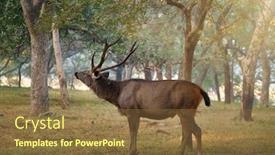  Presentation with deer - Slide set featuring male-sambar-rusa-unicolor-deer background and a tawny brown colored foreground
