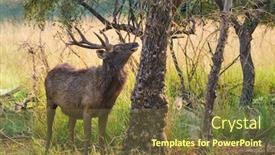  Presentation with sambar - Audience pleasing slide deck consisting of male-sambar-rusa-unicolor-deer backdrop and a tawny brown colored foreground