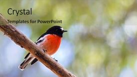  Presentation with robin bird - Colorful presentation theme enhanced with male scarlet robin bird backdrop and a mint green colored foreground