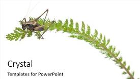  Presentation with shield - Presentation design featuring male shield-back katydid platycleis tessellata on plant in front of white background background and a white colored foreground