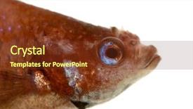  Presentation with fish in ponds - Slides consisting of frailty - male siamese fighting fish background and a tawny brown colored foreground