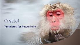  Presentation with hot springs - Slide deck having male-snow-monkeys-japanese-macaque background and a sky blue colored foreground
