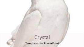  Presentation with old - Audience pleasing theme consisting of male-snowy-owl-bubo-scandiacus backdrop and a light gray colored foreground