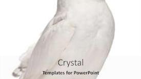  Presentation with old - PPT layouts featuring male-snowy-owl-bubo-scandiacus background and a light gray colored foreground