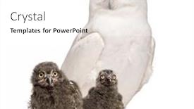  Presentation with old days - Slide set with male-snowy-owl-bubo-scandiacus background and a white colored foreground