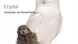  Presentation with old days - Slide deck with male-snowy-owl-bubo-scandiacus background and a white colored foreground