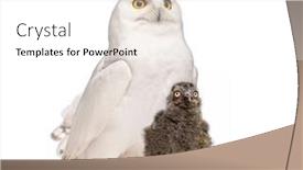  Presentation with old days - PPT theme featuring male-snowy-owl-bubo-scandiacus background and a white colored foreground