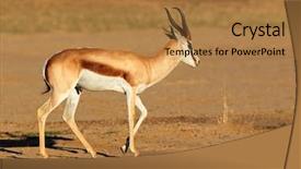  Presentation with kalahari - Theme featuring male springbok antelope antidorcas marsupialis kalahari desert south africa background and a coral colored foreground