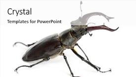  Presentation with stag party - Colorful presentation design enhanced with male stag beetle lucanus cervus backdrop and a white colored foreground